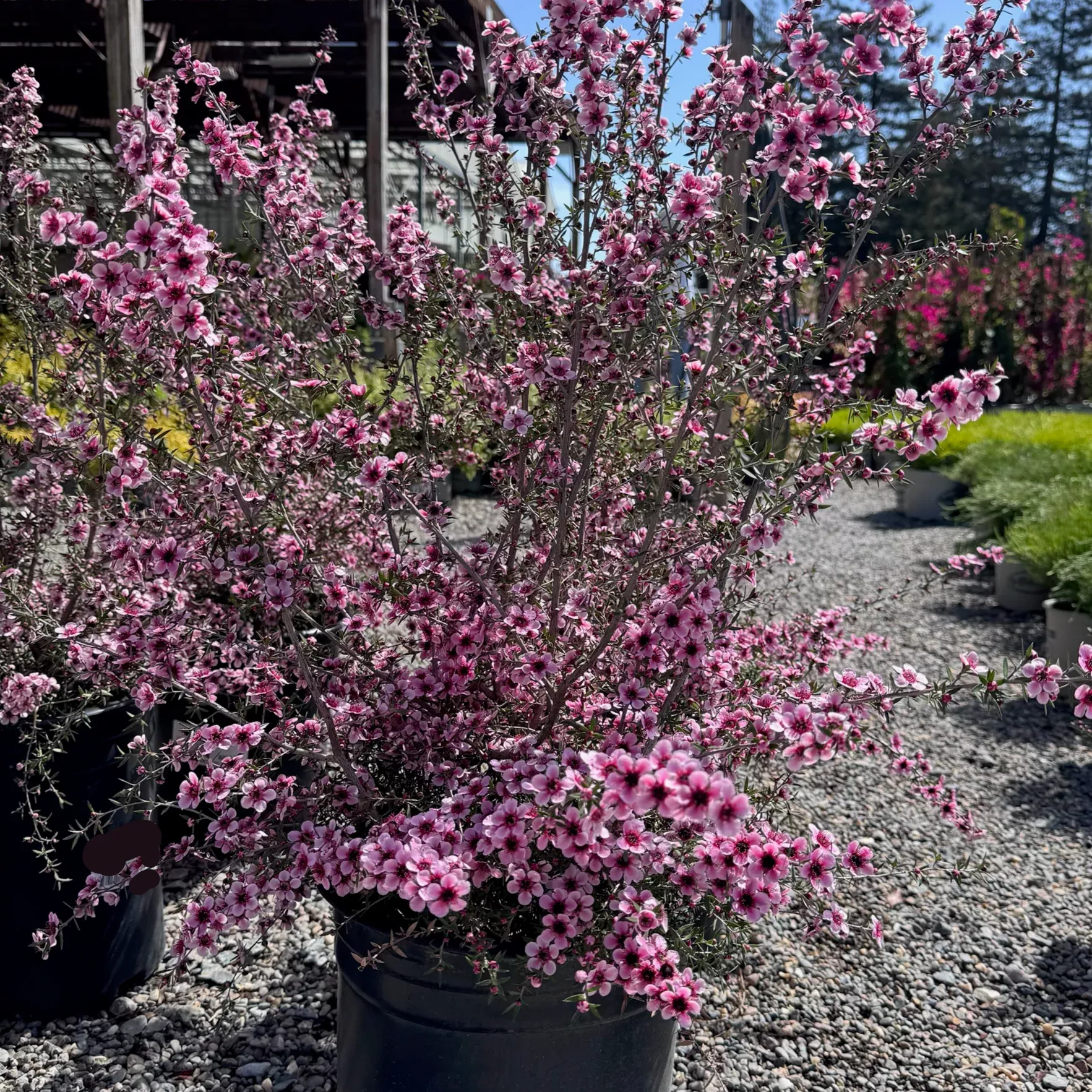 Hel Strybing New Zealand Tea Tree