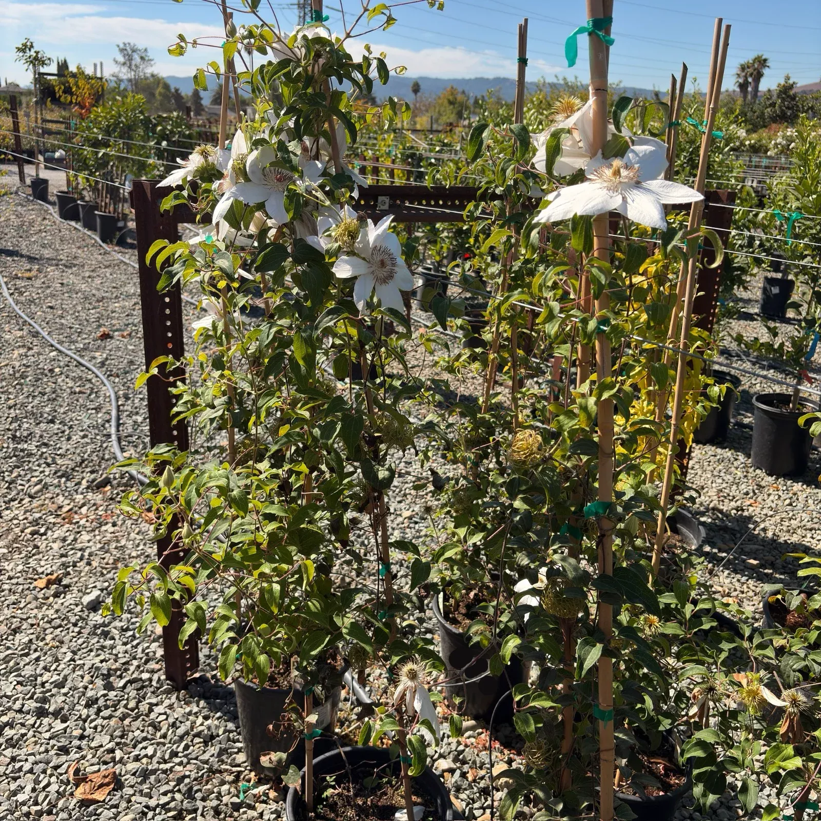 Henryi Clematis