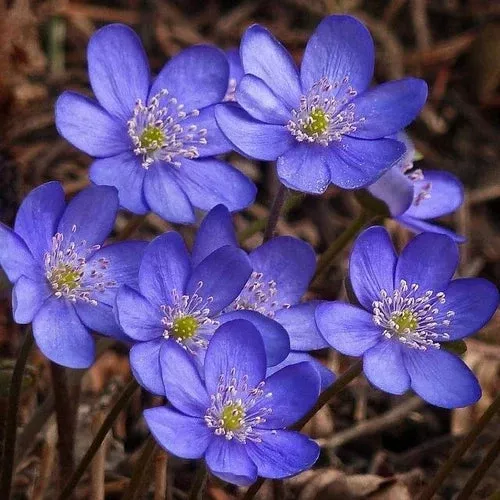 Hepatica Bare-Root Plant