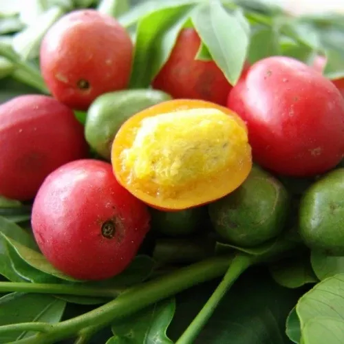 Hog Plum-Manzano Red Tree