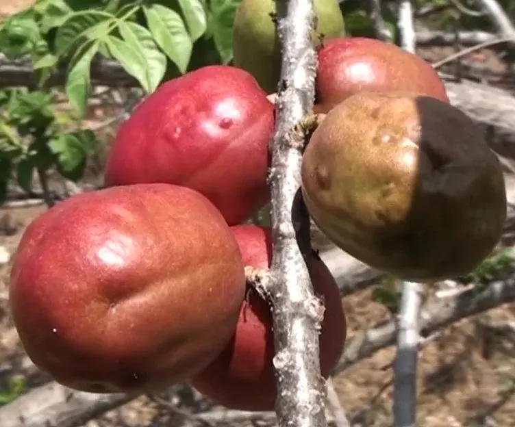 Hog Plum Tree-Red
