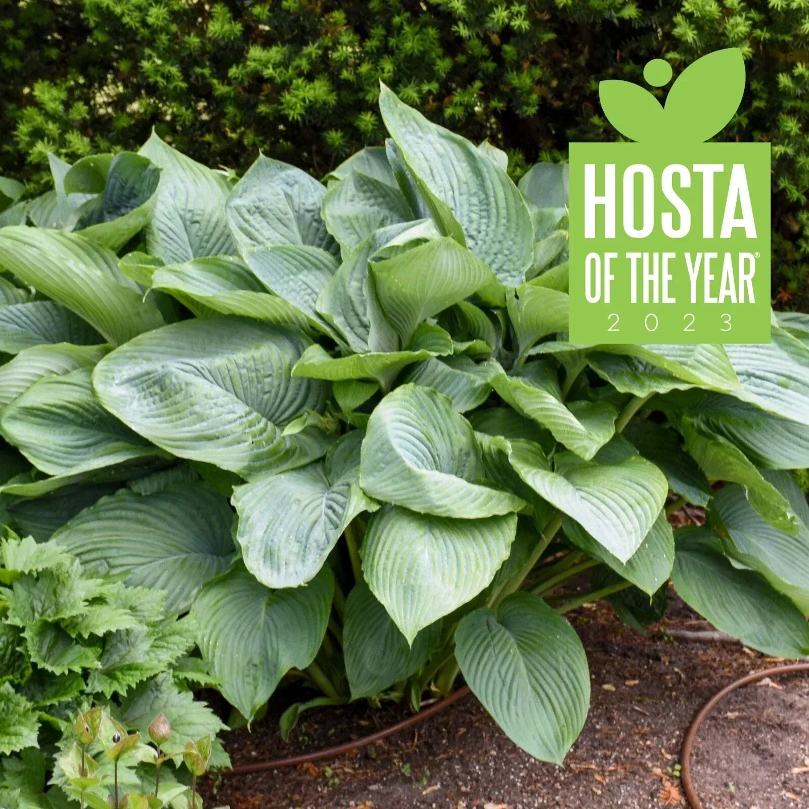 Hosta Empress Wu 5.25
