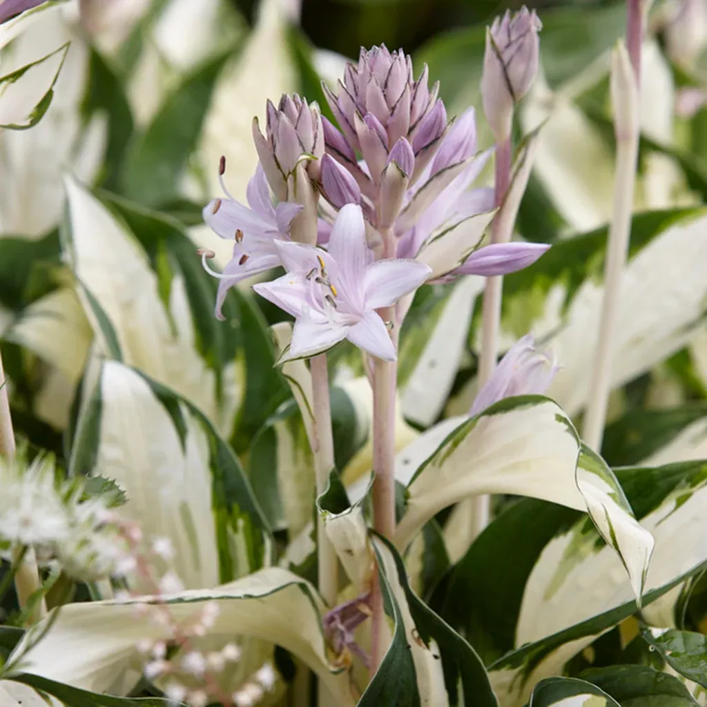 Hosta - Fire and Ice