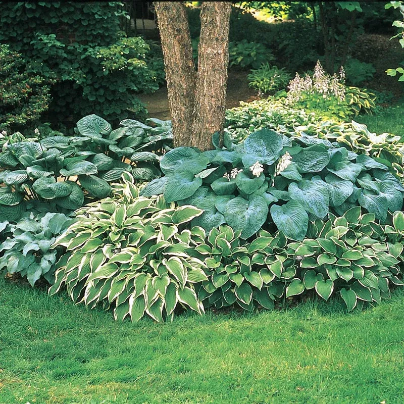 Hosta Mixture Super SakÂ - Breck's Flower Bulbs