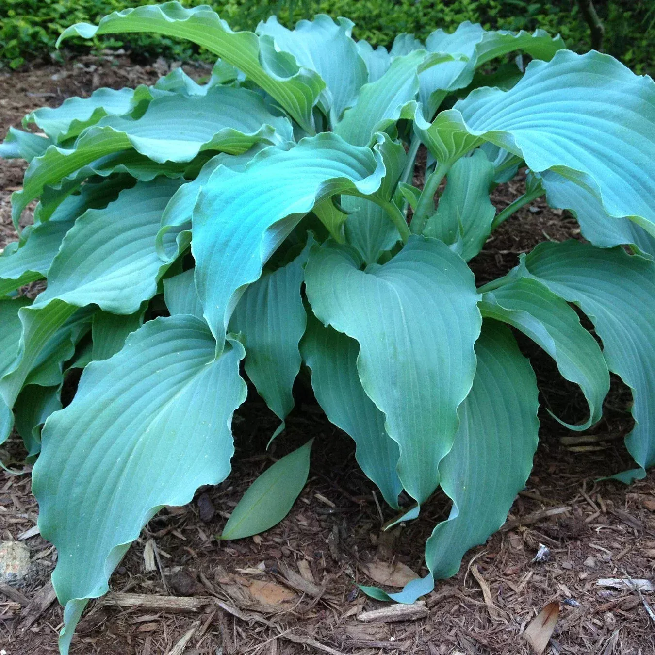 Hosta Neptune Plant in 5.25