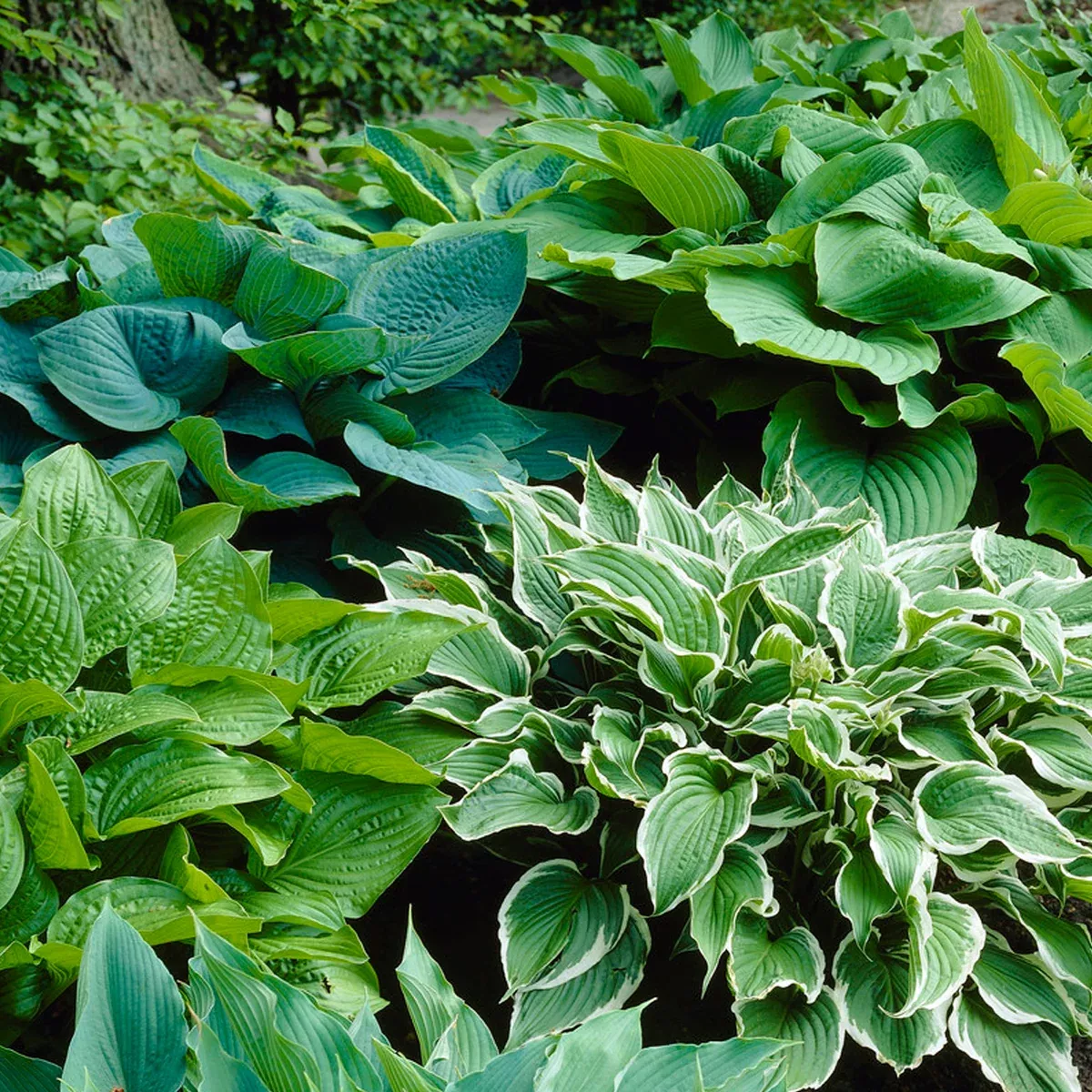 Hostas - Premium Blend