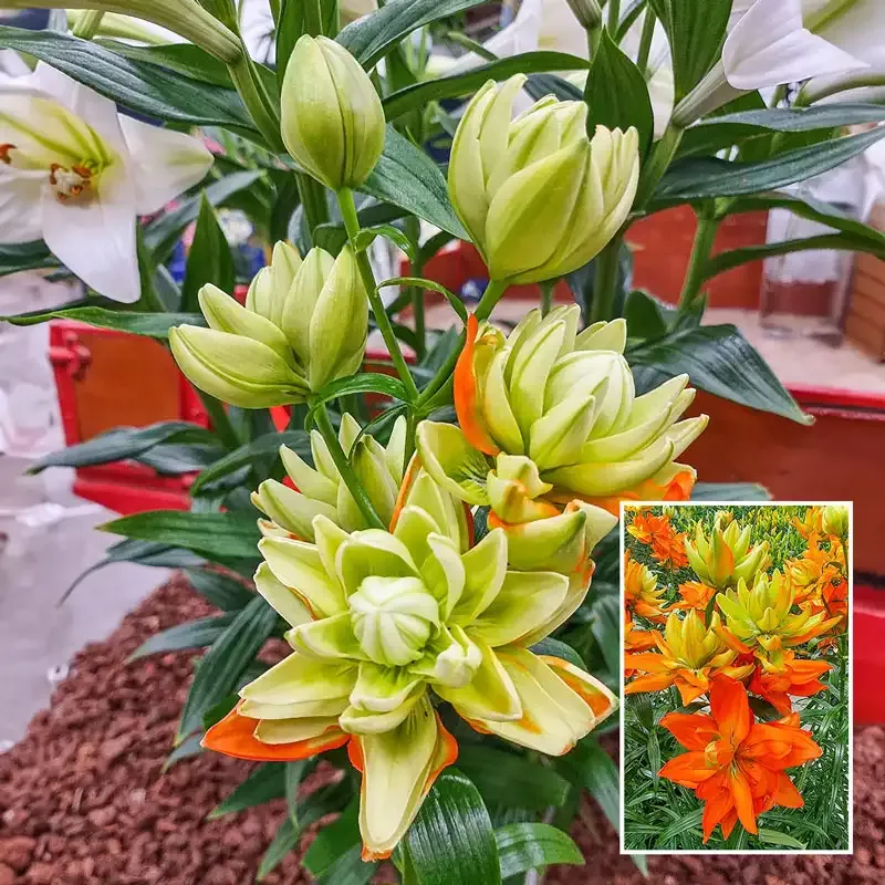 Hulk Double Lily - Breck's Flower Bulbs