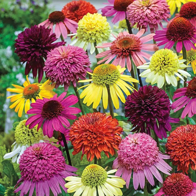 Hybridizer'sâ¢ Coneflower Mixture Super SakÂ - Breck's Flower Bulbs