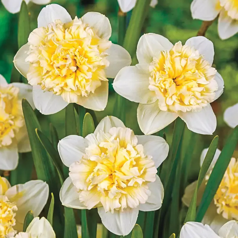 Ice King Daffodil - Breck's Flower Bulbs