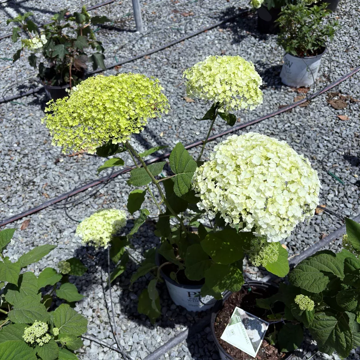 Incrediball Smooth Hydrangea