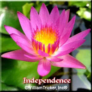 ‘Independence’ Tropical Water Lily