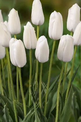 Ivory Proud - Tulip Bulbs