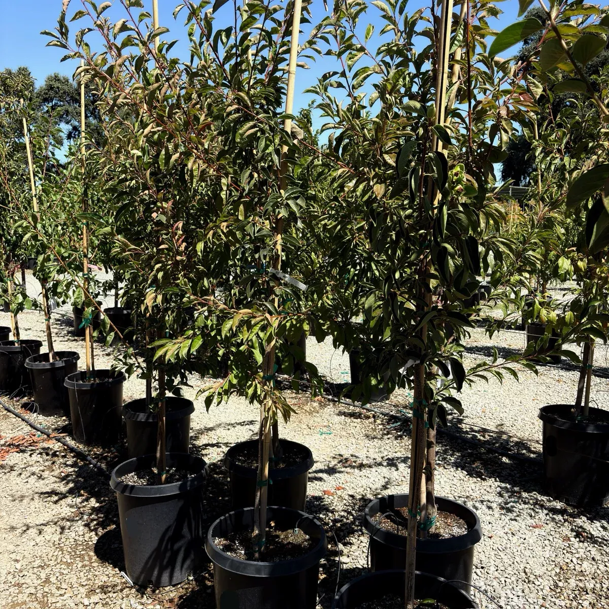 Izu Persimmon