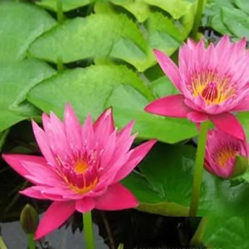 ‘Jack Wood’ Tropical Water Lily