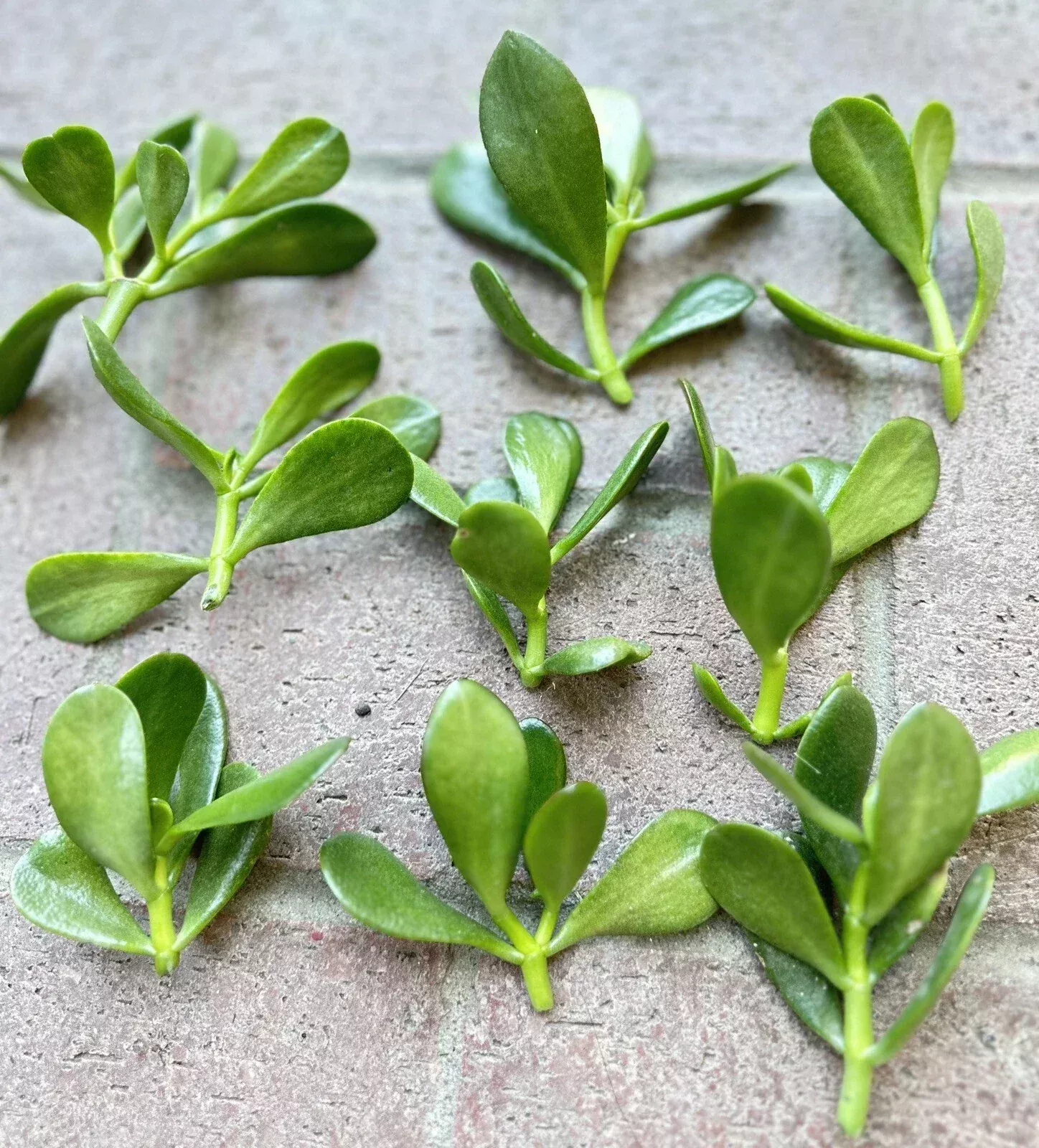 Jade Plant Cuttings 5 Pack