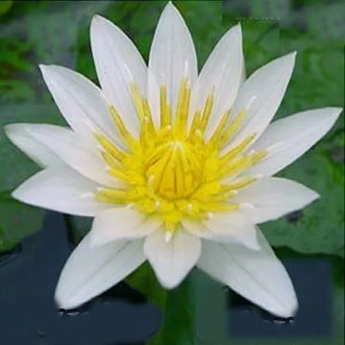 ‘Janice’ Tropical Water Lily