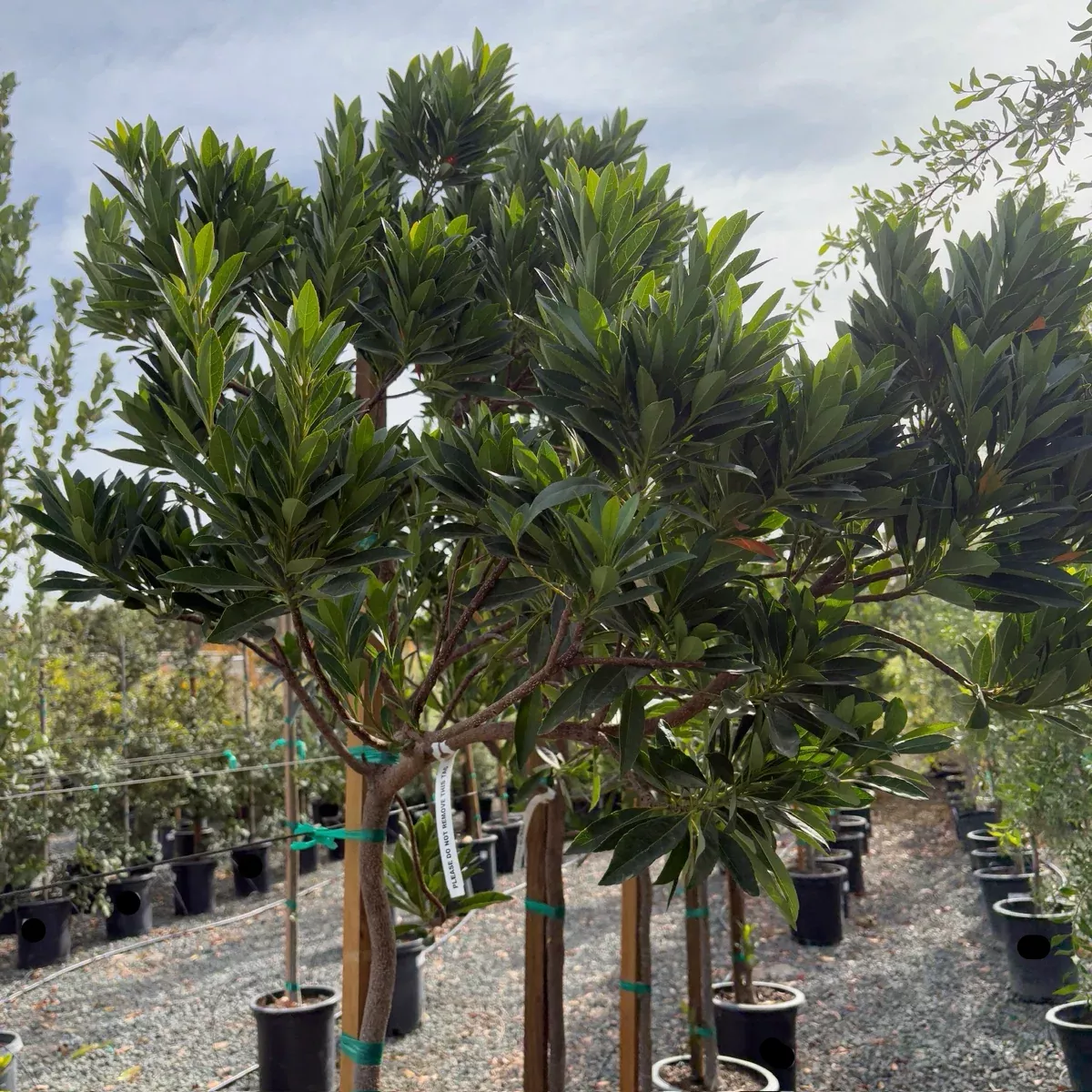Japanese Blueberry Tree