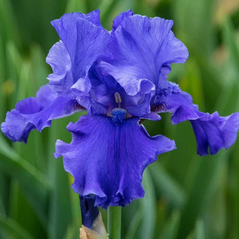 Java Blue Bearded Iris - Breck's Flower Bulbs