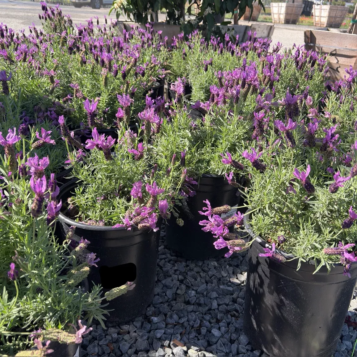 Javelin Deep Purple Spanish Lavender