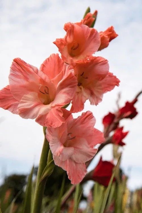 Jessica - Gladiolus Bulbs