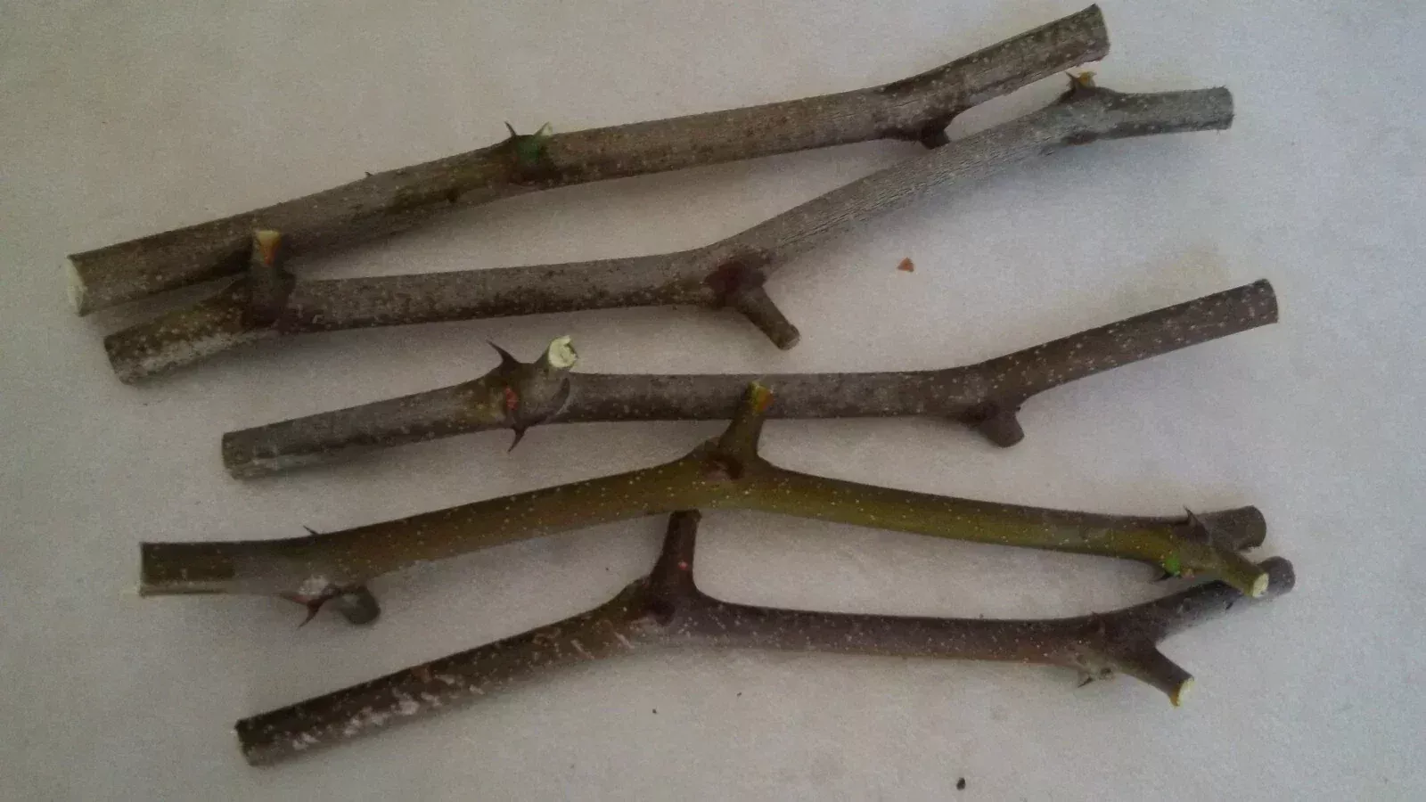 Jujube Tree Cuttings 5 Pcs - Georgia 866 & OR Lang Varieties - Chinese Date Ziziphus jujuba