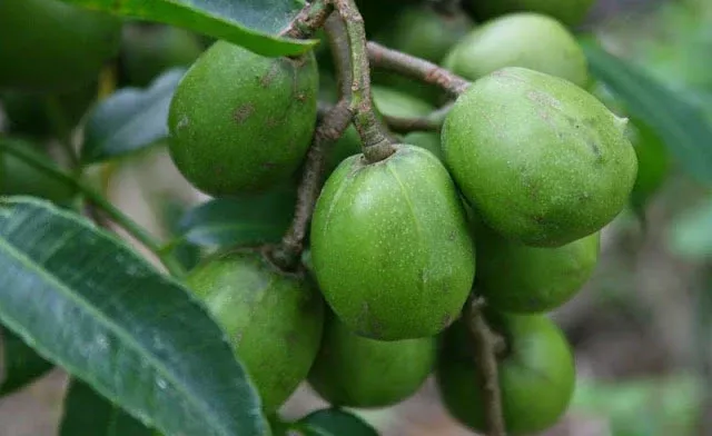 June Plum Tree