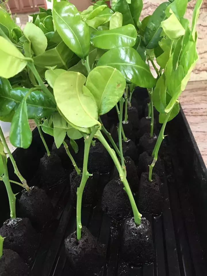 Kaffir Lime Tree Cutting