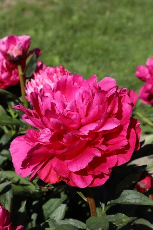 Kansas - Peony Bulbs