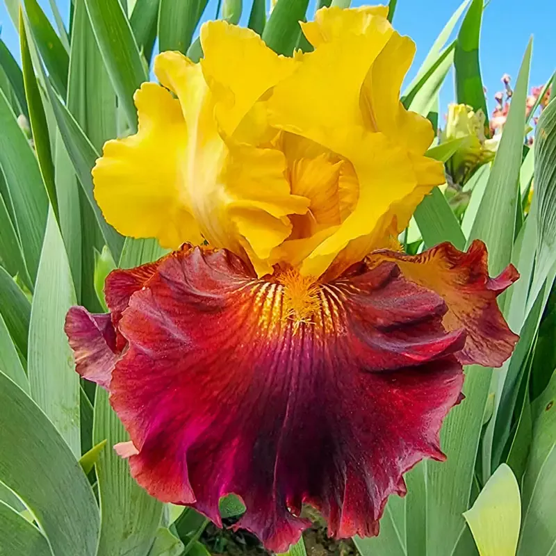 Kathy Chilton Bearded Iris - Breck's Flower Bulbs