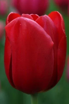 Kingsblood - Tulip Bulbs