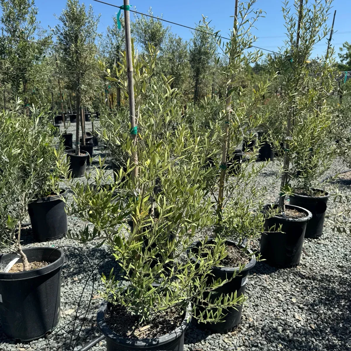 Koroneki Olive