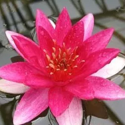 ‘La Vésuve’ or ‘Vesuvius’ Hardy Water Lily