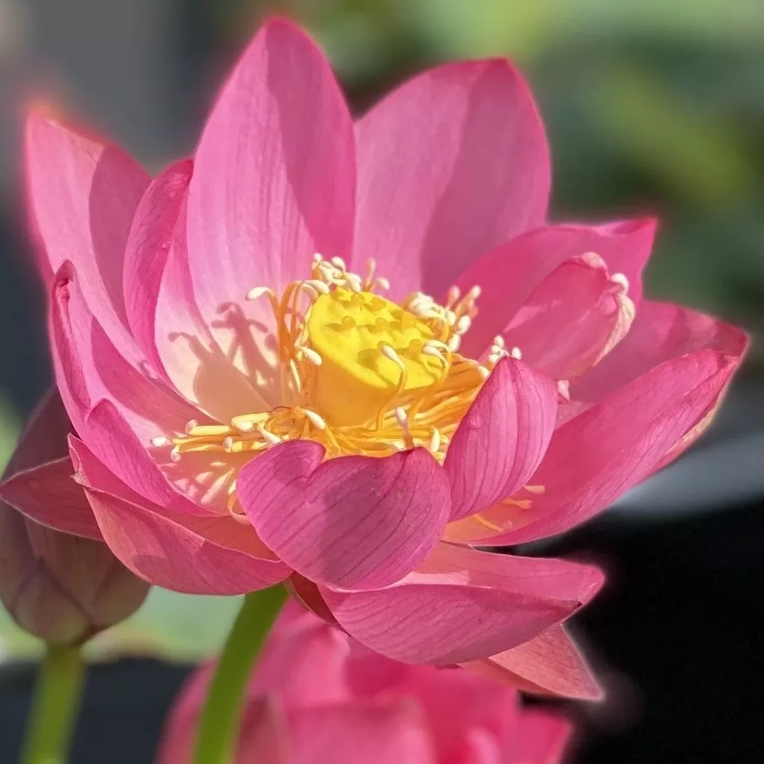 ‘Lady Bug’ Live Lotus Plant