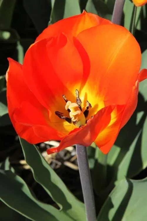 Lightning Sun - Tulip Bulbs