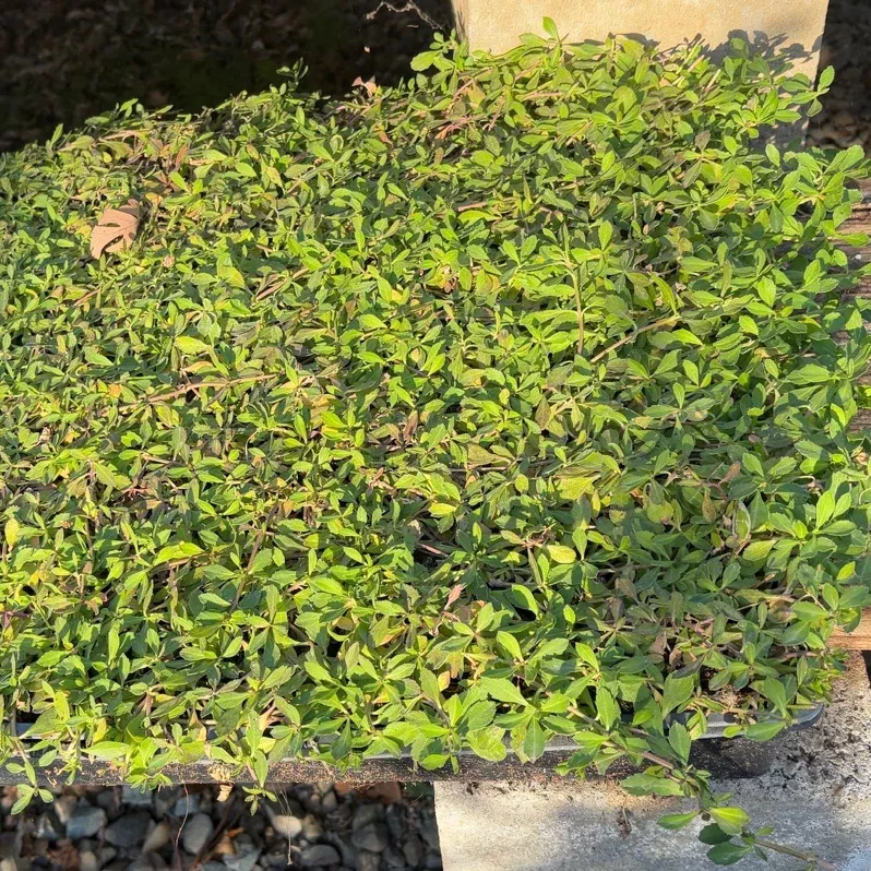 Lippia Grass