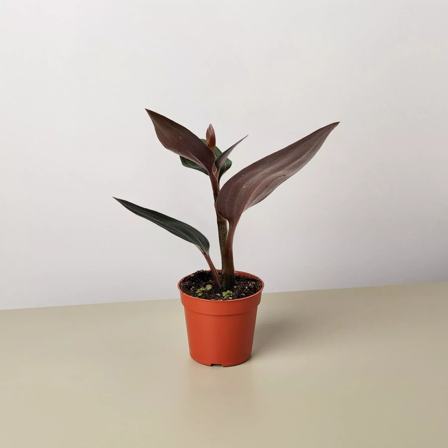 Ludisia Discolor