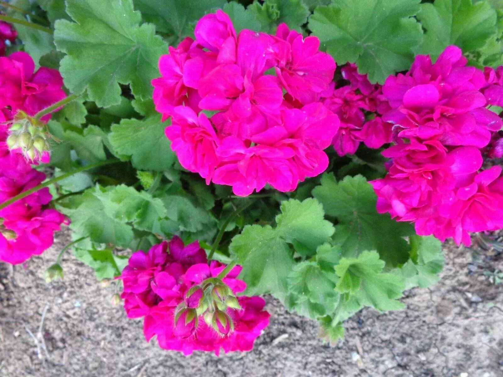 Magenta Geranium Live Plant Starter Cuttings - 3x6