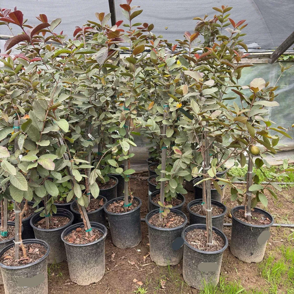 Malaysian Red Guava