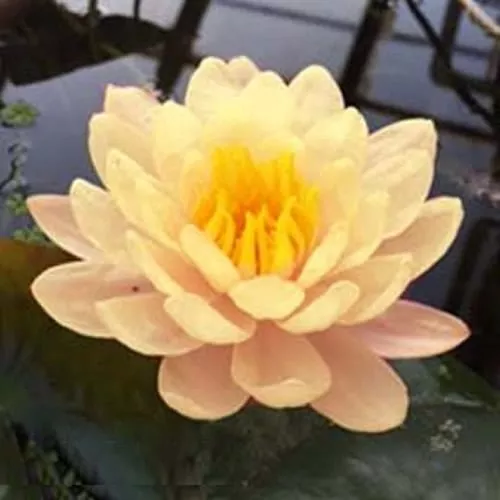 ‘Mangkala Ubol’ Hardy Water Lily