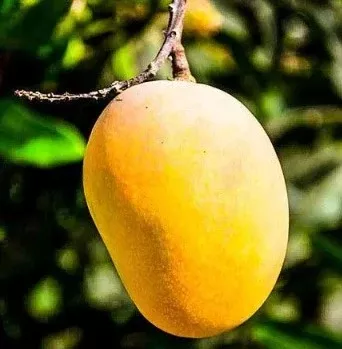 Mango-Cat Saigon Tree