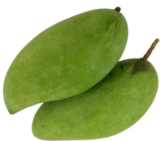 Mango-Falan Tree