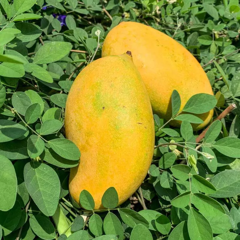 Mango-Mallika Tree