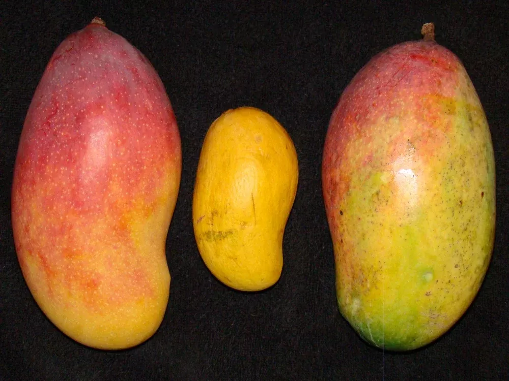 Mango-Valencia Pride Tree