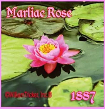 ‘Marliac Rose’ Hardy Water Lily