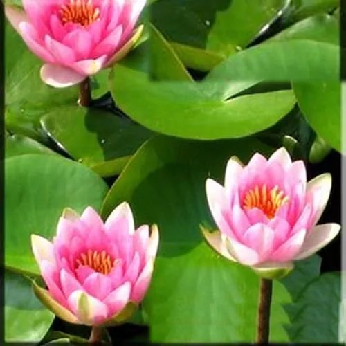 ‘Masaniello’ Hardy Water Lily