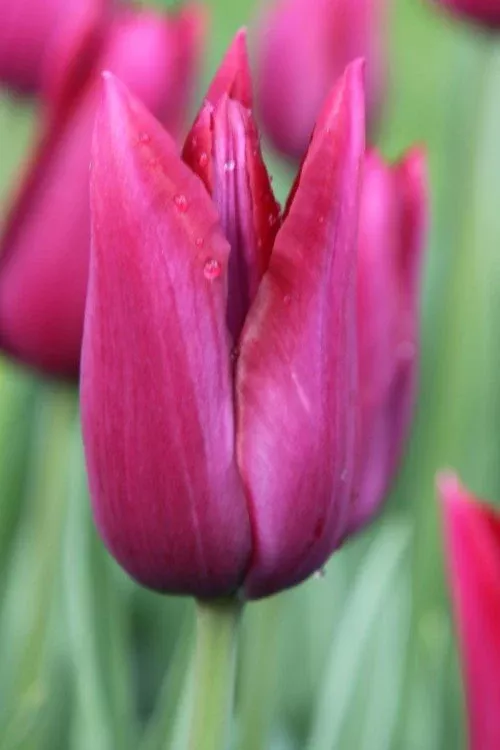 Merlot - Tulip Bulbs