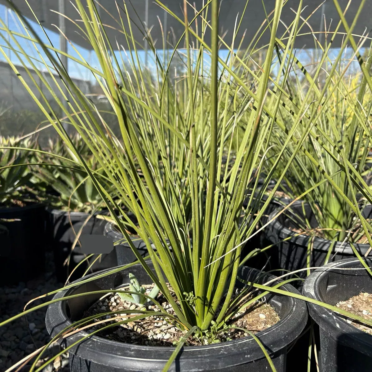 Mexican Grass Tree