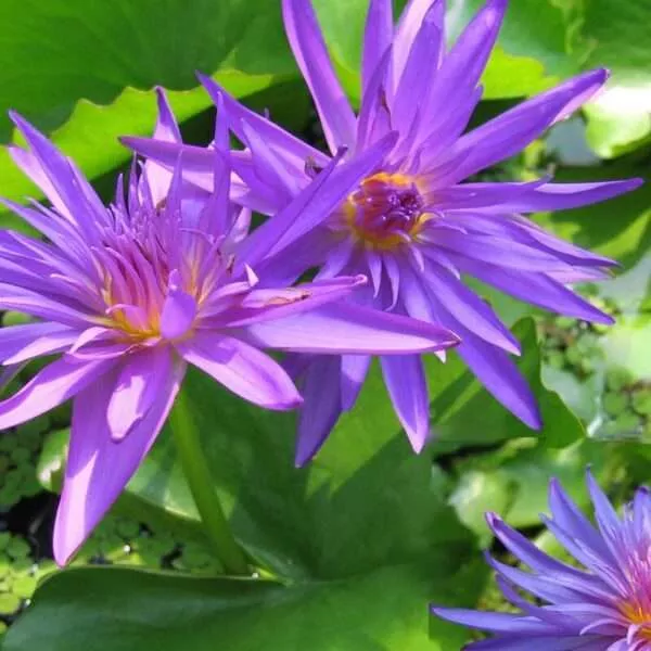 ‘Midnight’ Tropical Water Lily