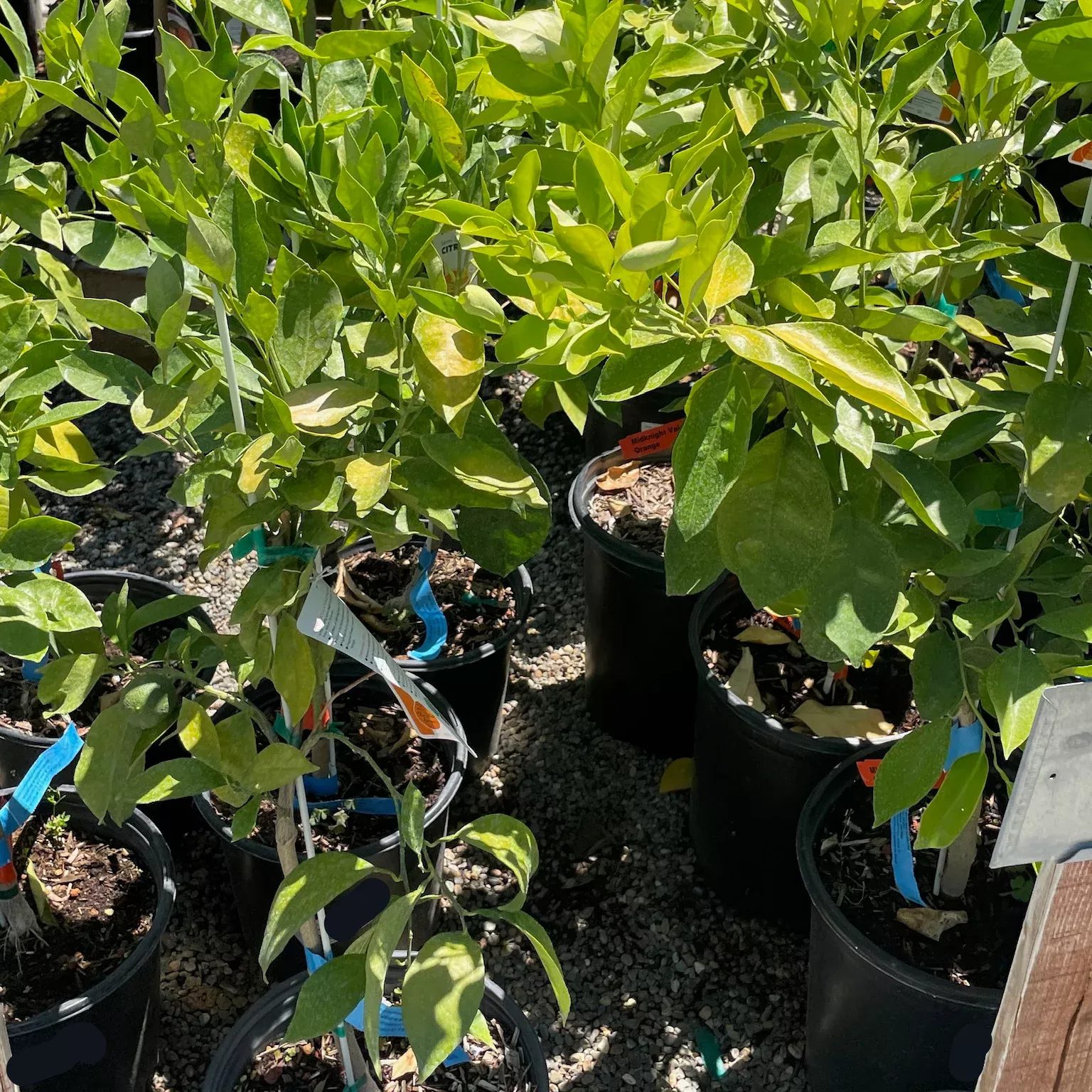 Midnight Valencia Orange Tree