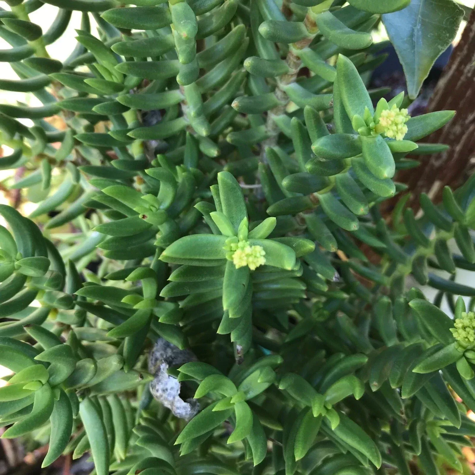 Mini Pine Tree Cuttings Succulent Bonsai - 4 Pack Indoor Gardening Pinus spp.